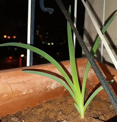 Comparison of the Two Plants