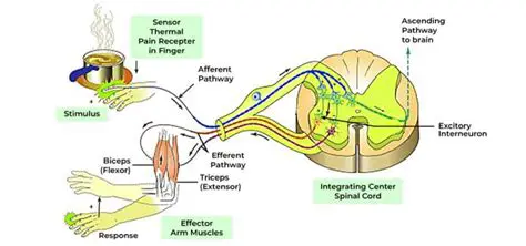 Comparison with Other Types of Reflexes
