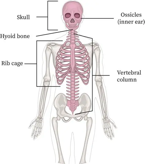 Components of the Axial Skeleton