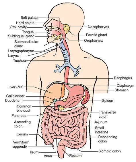 Components of the Digestive System