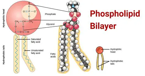 Components of the Phospholipid Bilayer