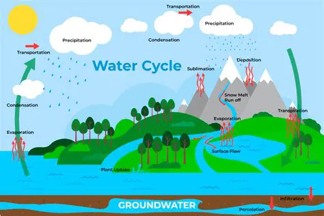 Components of the Water Cycle