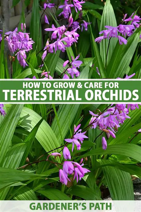 Composition of Terrestrial Orchids and Epifits