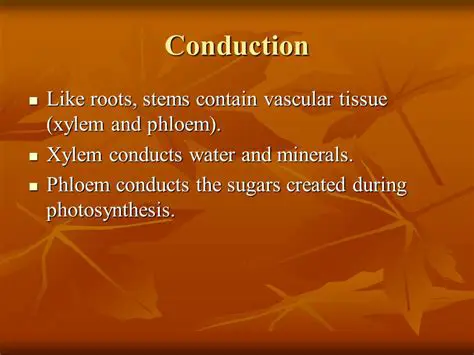 Conduction of Water and Minerals