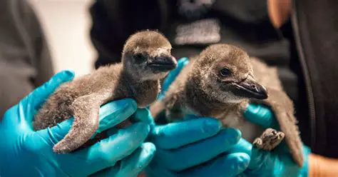 Conservation breeding programs