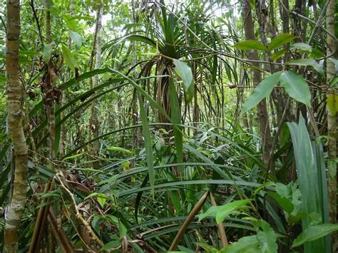 Conservation of Pandanus species
