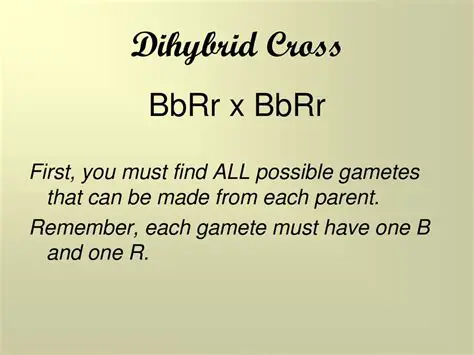 Cross between bbrr and BbRr