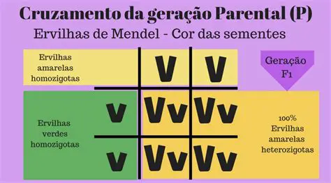 Cruzamento entre plantas homozigotas