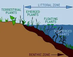 Decomposition in the Littoral Zone