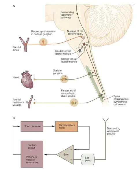 Decreased Frequency of Action Potentials from Baroreceptors