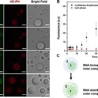 Defining Compartmentalization