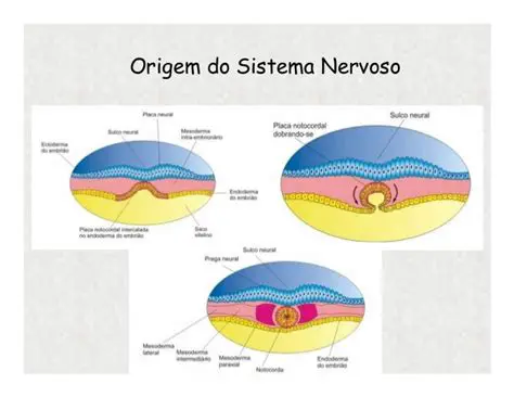 Desenvolvimento do sistema nervoso