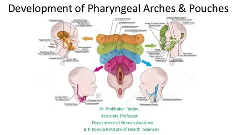 Development of Pharyngeal Pouches in Humans