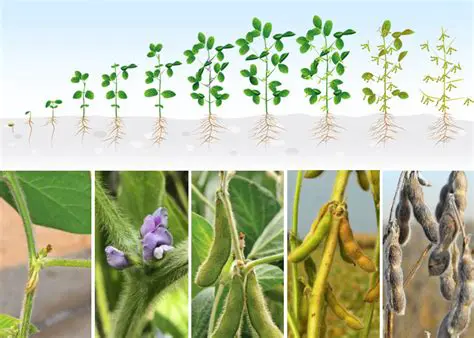 Development of superior soybean varieties