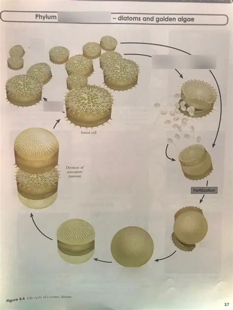 Diatom Reproduction Methods