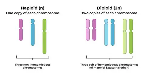 Diploid Chromosomes in Human Cells