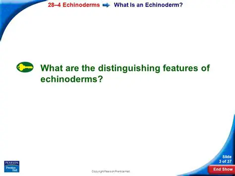 Distinguishing Features of Echinoderms