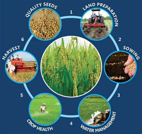 District of Rice Production Base