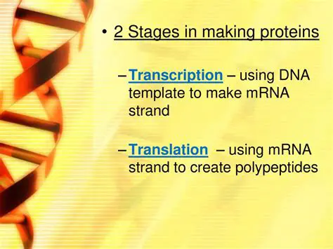DNA as a Template for Making Polypeptides