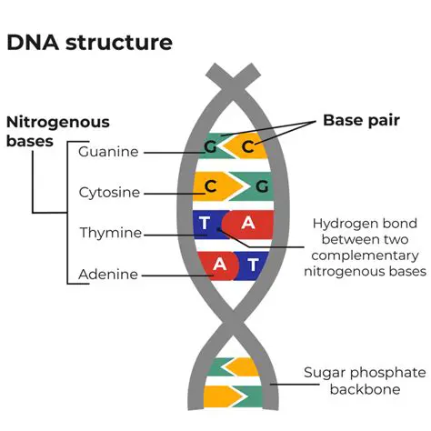 DNA is often referred to as the blueprint or the instruction manual for life
