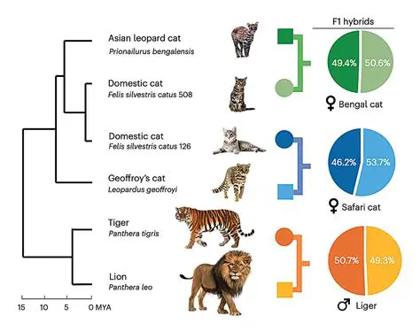 DNA Quantities in Feline Genetics
