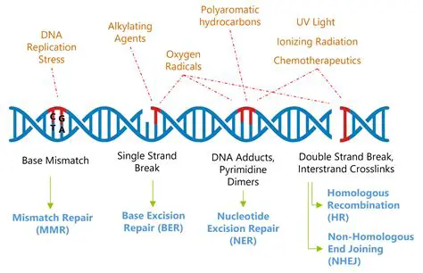 DNA replication and repair