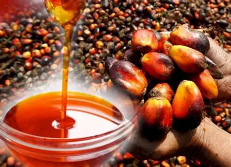 Early Raw Palm Oil Quality