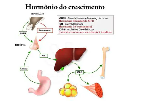 Efeitos Corporais do Horrescimento do GH