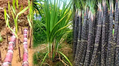 Effect of Planting Media on the Growth of Sugar Cane Seedlings