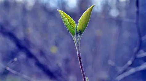 Ejemplos de la Fuerza Vital en la Naturaleza