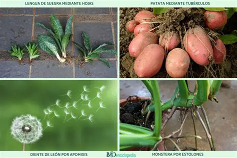 Ejemplos de organismos que se reproducen asexualmente sin gonadas