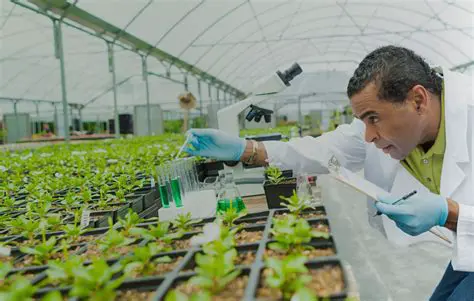 El Cruce entre Plantas con Genes R y r