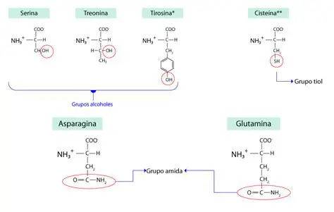 El Grupo Funcional de la Serina y la Treonina