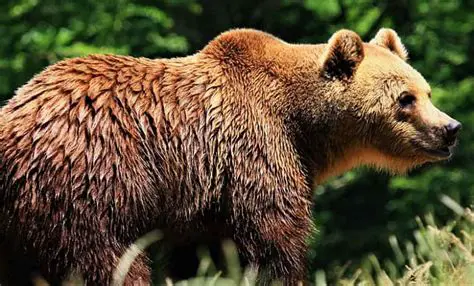 El pelaje y el cuerpo de los animales de gran magnitud