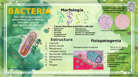 El primer grupo de micobacterias