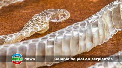 El proceso de cambio de piel