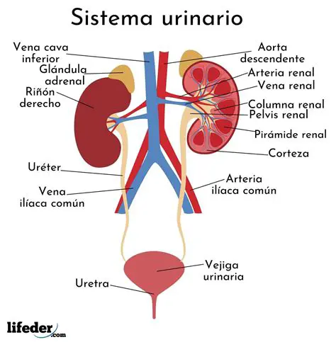 El sistema urinario humano