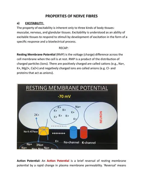Electrical Properties of Nerve Fibers