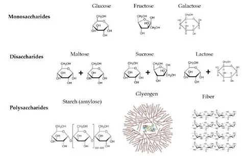 Elements of Carbohydrate Molecules
