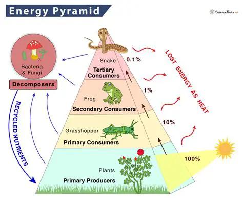 Elements of the Energy Pyramid