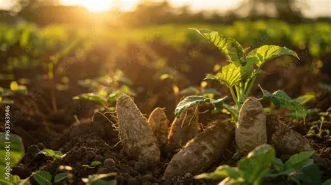 Emphasis on food production