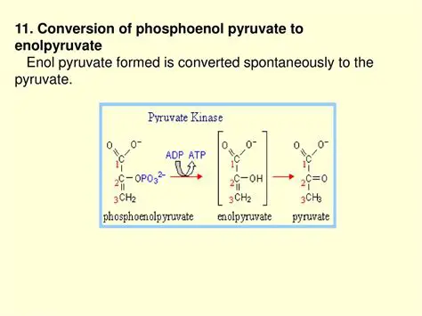 Enolpyruvate is converted into pyruvate