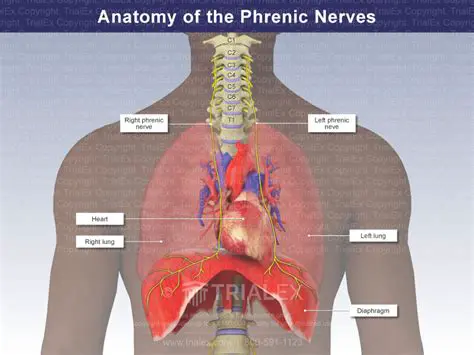 Entrapment of the Phrenic Nerve