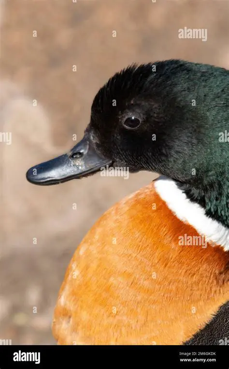 Environment Where Bug Has Been Observed