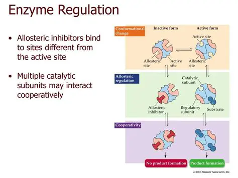 Enzyme Activity and Regulation