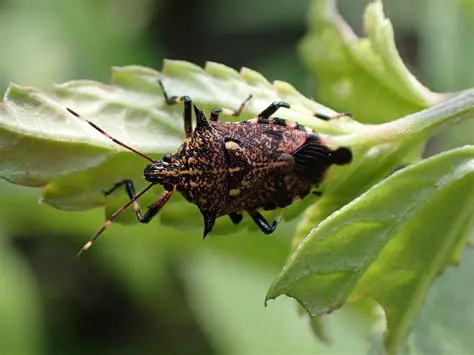 Eocanthecona Furcecellata Wollf