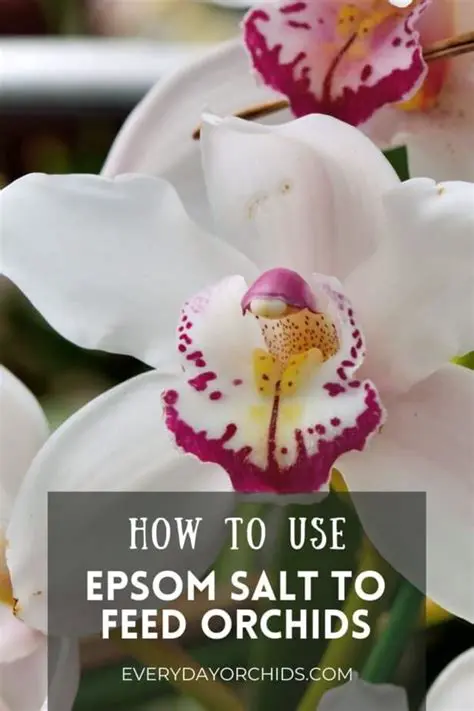 Epsom Salt and Orchid Cultivation