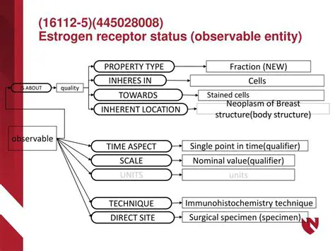 Estrogen Receptor Hormone Status