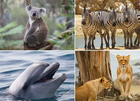 Estudo do movimento dos animais