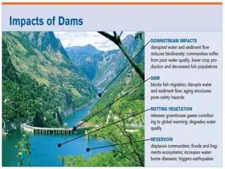 Evidence of the Environmental Impact of Dams